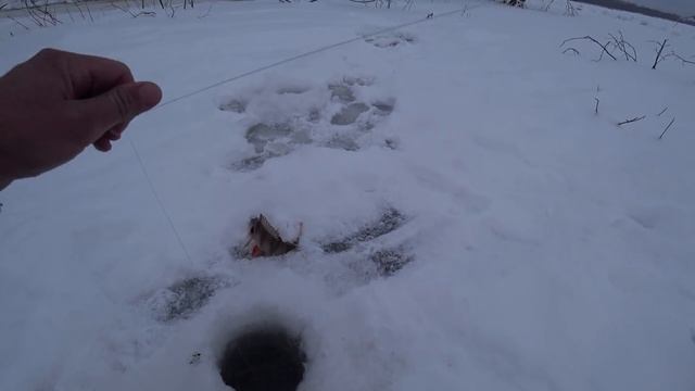 РЕДКО ПОПАДАЕШЬ НА ТАКУЮ РЫБАЛКУ!! Крупняк один клюет! Комбайны , Крупный окунь, судак .Бурлак Егер смотреть онлайн
