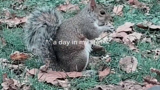 intellect смотреть онлайн