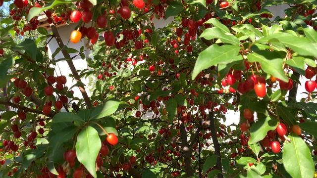 Гуми или Лох многоцветковый, изобилие ягод г. Киев 4 июля 2022 г. смотреть онлайн