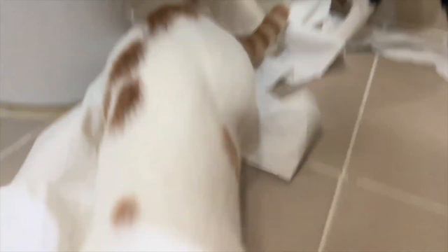 휴지로 파티하는 두 새끼고양이 형제 смотреть онлайн
