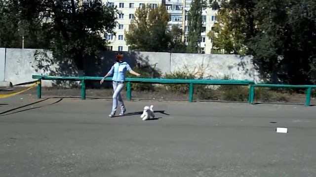 Выставка собак г. Саратов 20.09.14. Той-пудель Леггеро Данзатори Нилеста. смотреть онлайн