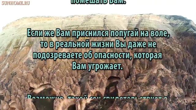 К чему снится Попугай сонник, толкование сна смотреть онлайн