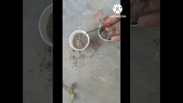 How To Grow Pink Syngonium Cutting Show Plant 👍🔥