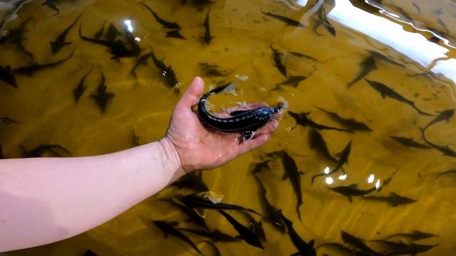 Хамса для форели и осетра ? смотреть онлайн