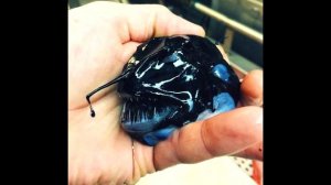 Самые страшные рыбы в мире