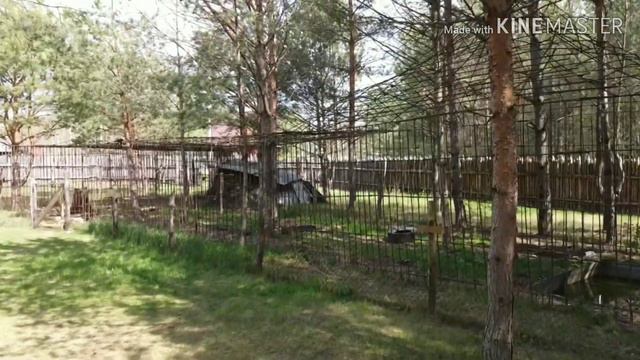 Дача - агроусадьба - дом в деревне Лужа (видео 2) смотреть онлайн