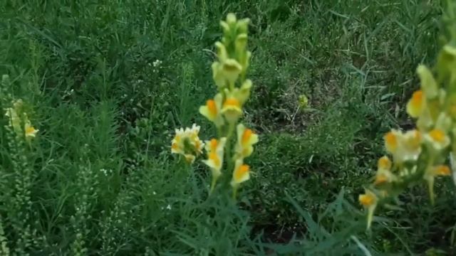 Где растет цветик-семицветик смотреть онлайн