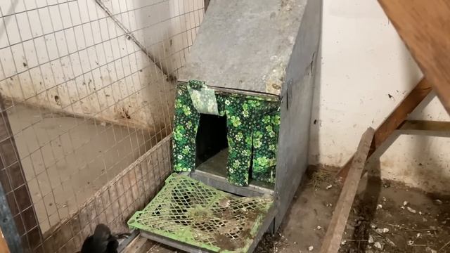 Когда не хочу ехать в курятник Результатом довольна смотреть онлайн