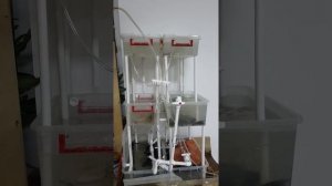 Разведение раков в мини узв