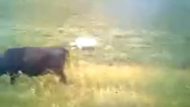 Пьяный пастух считает коров