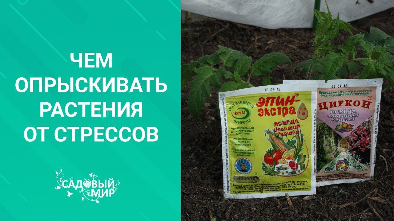 Чем опрыскивать растения от стрессов