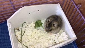 Чем кормить хомячков джунгариков КАК СОДЕРЖАТЬ ХОМЯКОВ ДОМА Любимая травка хомяка СМЕШНЫЕ ЖИВОТНЫЕ