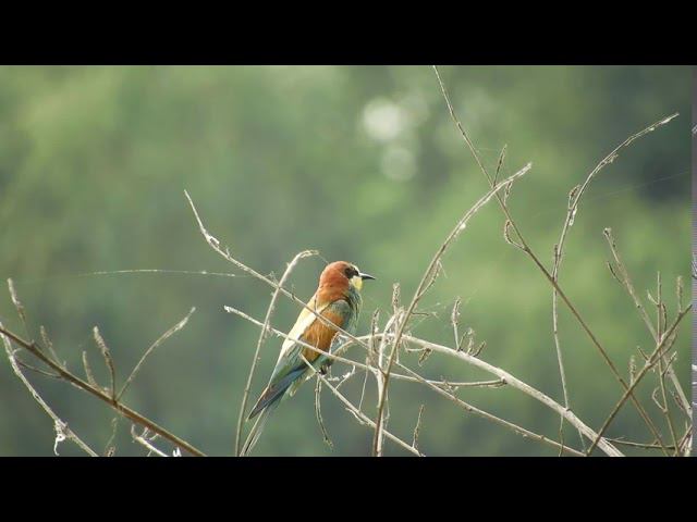 Золотистая щурка на Кубани смотреть онлайн