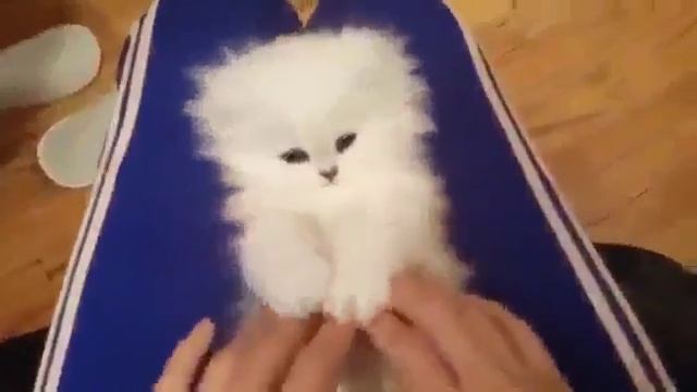 Милый котенок играет лапками? смотреть онлайн