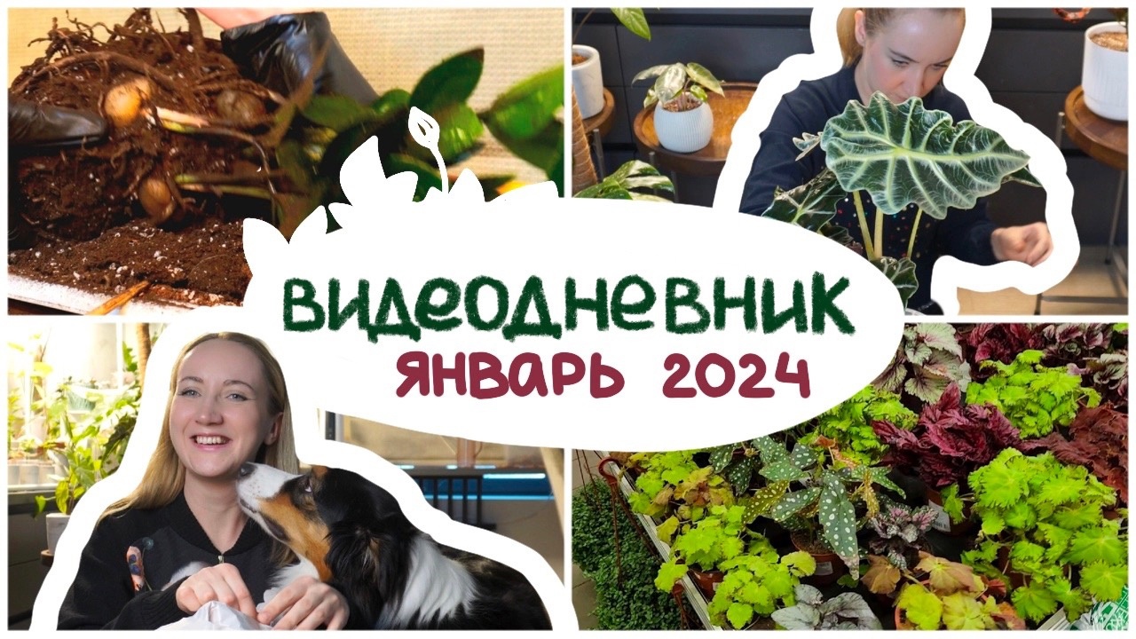ВИДЕОДНЕВНИК цветовода | январь 2024 | Пересадки, распаковка, обработка смотреть онлайн