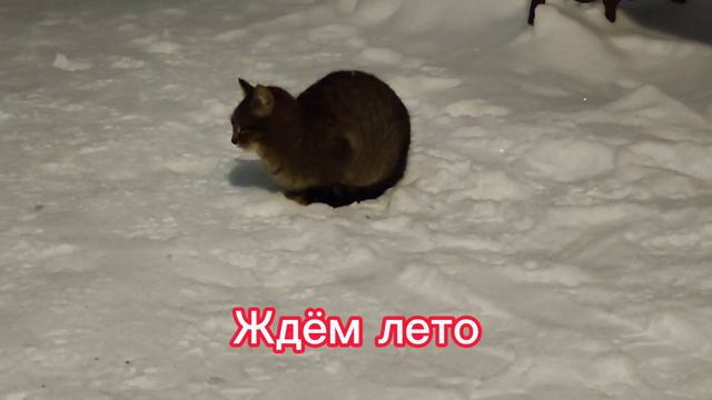 Кошкам холодно зимой! #кошки #коты #catvideos #cat