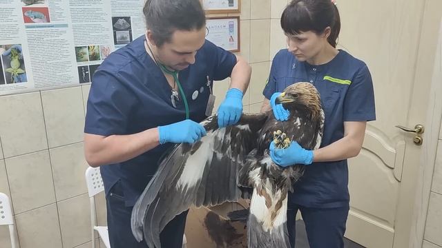 Некогда объяснять, хватай орла и пакуй в коробку смотреть онлайн