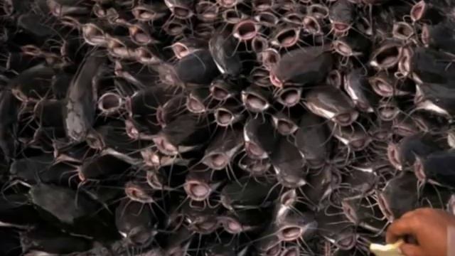 Про рыбалку смотреть онлайн