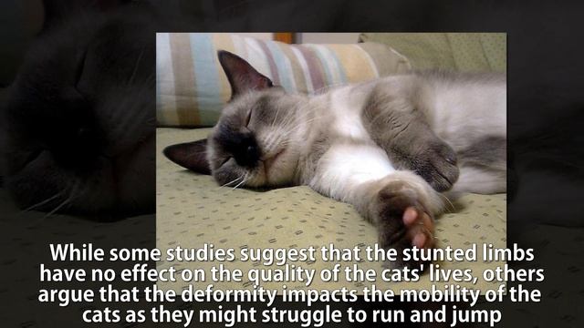 The Munchkin short-legged cat info смотреть онлайн