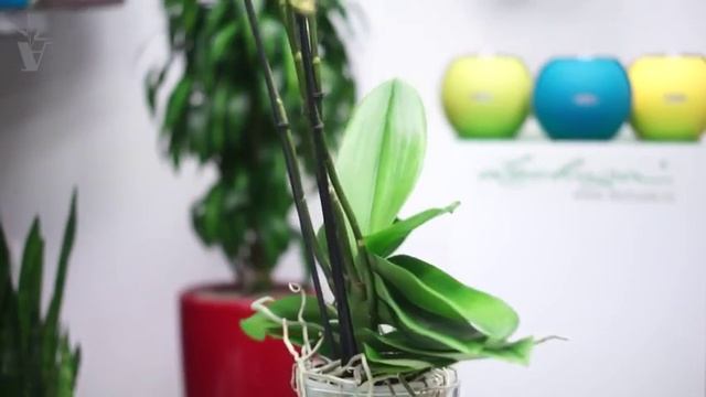 ARTPLANTS - Орхидея фаленопсис белая смотреть онлайн