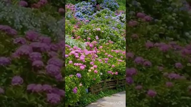 #гортензия #садгортензий #hortensia #hydrangea #flower #garden #сад #macrophylla #hydrangeaflower смотреть онлайн