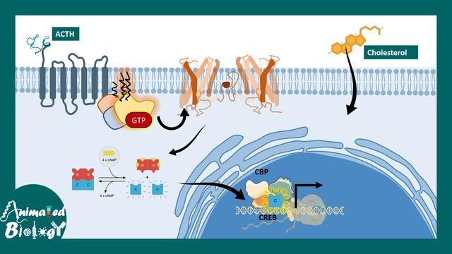 HPA axis | Hypothalamus-Pituitary-Adrenal Axis | What is the role of HPA axis in stress? |physiolog смотреть онлайн