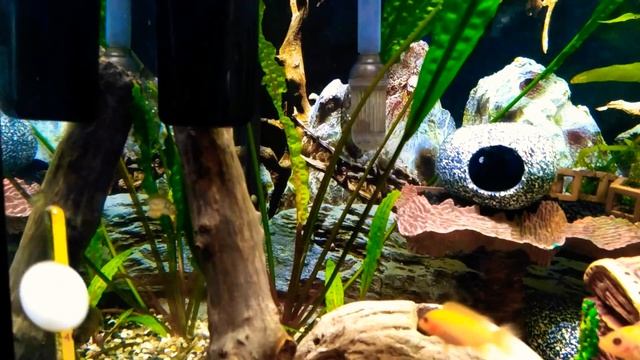 Карликовый тетрадонт. Толик и Костян. Обмен "любезностями". смотреть онлайн