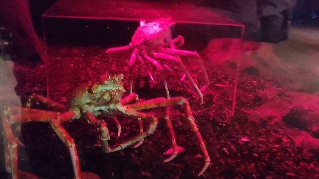 Большой Аквариум и Олимпийский парк в Атланте. США смотреть онлайн