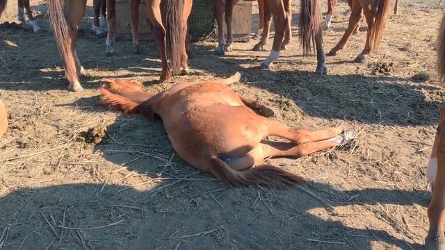 Золотые лошади дончаки смотреть онлайн