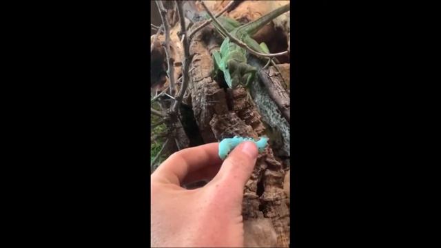 Ящерицы смотреть онлайн
