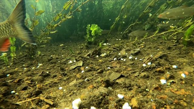 Zanęcanie pszenicą. Ground baiting fish with wheat смотреть онлайн