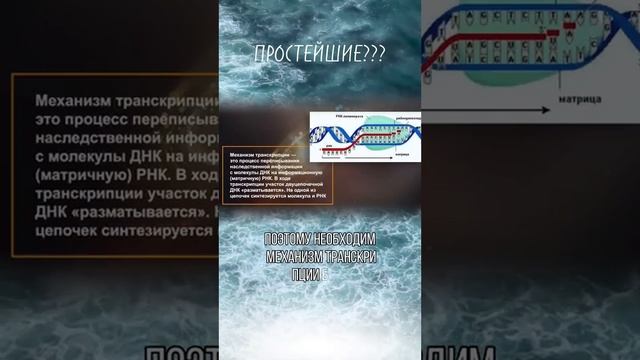 СТРУКТУРА ОДНОКЛЕТОЧНОГО ОРГАНИЗМА БЕСКОНЕЧНО СЛОЖНА... смотреть онлайн