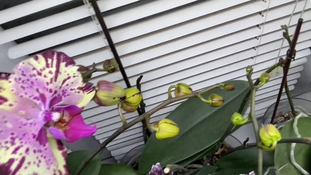 ОРХИДЕИ ДОМАШНЕЕ ЦВЕТЕНИЕ. Давайте полюбуемся и НА ВРЕМЯ С ВАМИ ПОПРОЩАЕМСЯ 20.12.21❄️❄️❄️🍀🍀🍀 смотреть онлайн