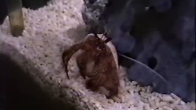 Waldo The Dancing Clam смотреть онлайн