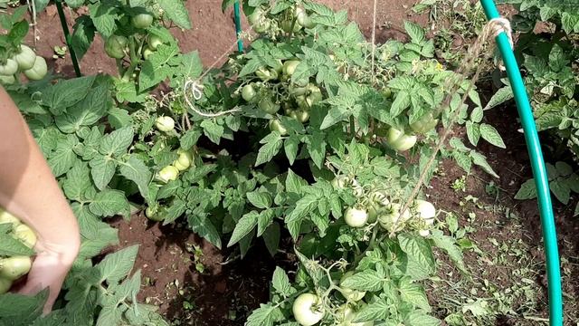 Томаты для открытого грунта. Сорт Выстрел и Женечка.