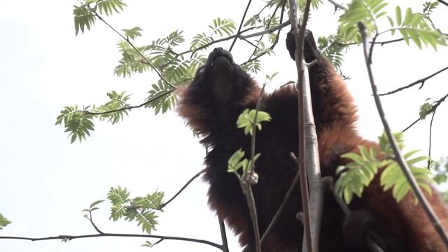 Рыжий (красный) вари – Varecia rubra - Рудий варі - Red ruffed lemur смотреть онлайн