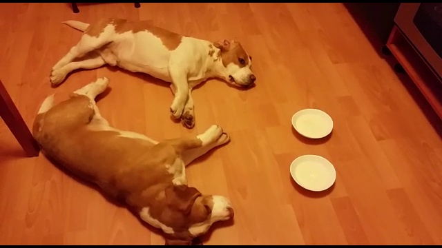 Бигль и бигль. Умри.