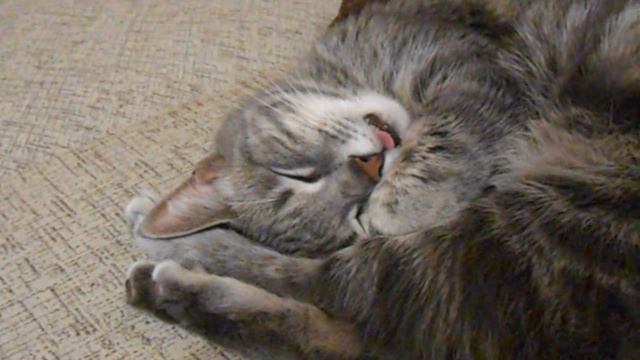 Кошка прикольно спит!!!Язык сушит)))) смотреть онлайн