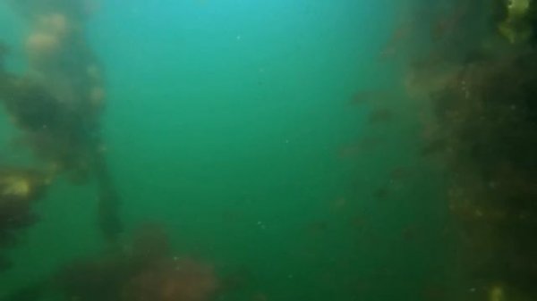 【釣り】毒魚をさばいて食べる🎣洞窟探検だ!!