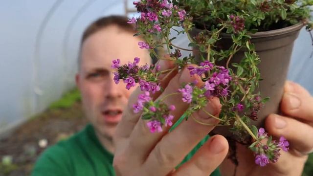 Introducing Creeping Red Thyme смотреть онлайн
