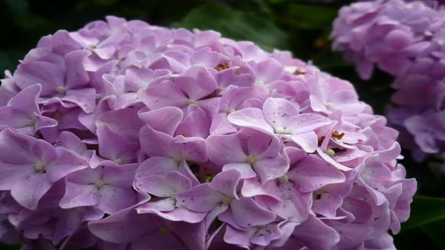 [JF] [HD] Flower Photos 2 смотреть онлайн