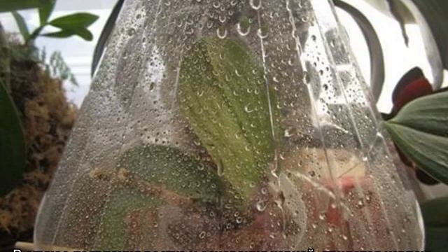 Как взять отросток у орхидеи: варианты пересадки и примеры в домашних условиях смотреть онлайн