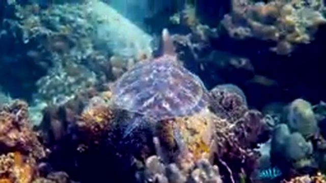 [NEW] 11HRS Stunning 4K Underwater Wonders - Relaxing Music Coral Reefs, Fish & Colorful Sea Life смотреть онлайн