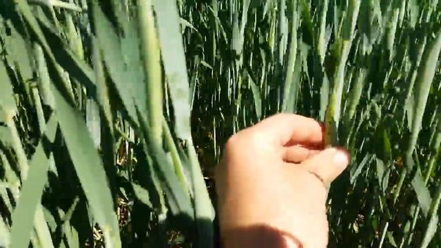 Колосок на выходе, пшеница 2018. Агро-канал смотреть онлайн