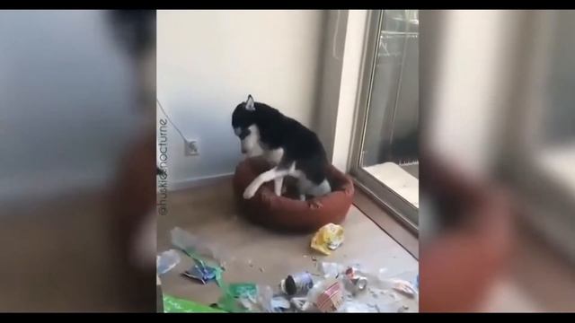 САМЫЕ СМЕШНЫЕ ЖИВОТНЫЕ 2020 ! FUNNY PETS смотреть онлайн
