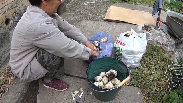 "Необычные" грибы... Как приготовить? смотреть онлайн