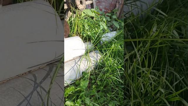 Наблюдение за животными.Animal Watching. смотреть онлайн
