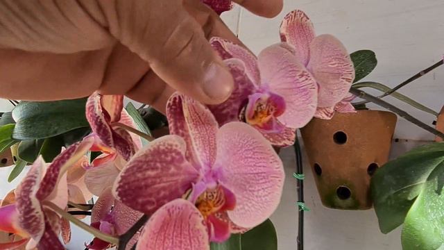 DUAS LINDAS PHALAENOPSIS COM DEFEITO GENÉTICO смотреть онлайн