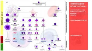 ГЕМОПОЭЗ. КРОВЕТВОРЕНИЕ.