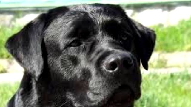 Самые верные и преданные друзья, о которых вы не знали. смотреть онлайн